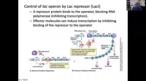 11-03-20 Regulation of gene expression in bacteria