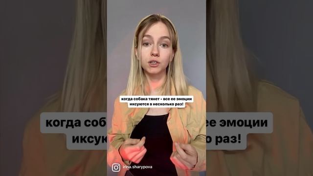 Натянутый поводок #кинолог #воспитаниесобак