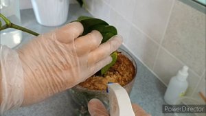 Профилактический полив орхидей фунгицидом🌿