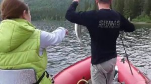 озёрная кумжа