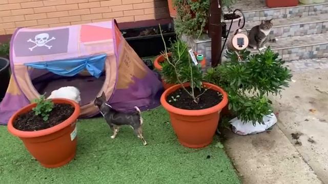 Гулять пошли и радость с утра - вода с участка ушла. смотреть онлайн