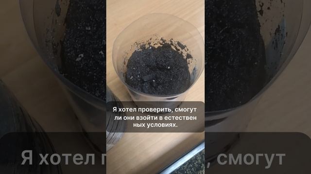 Ошибки, которые могут убить ваш урожай: Что пошло не так с экспериментом?