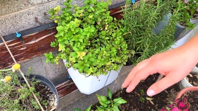 🍃 7 CUIDADOS de la Planta de Menta 🪴 (Sol, Riego, Maceta, Sustrato, Abono) смотреть онлайн