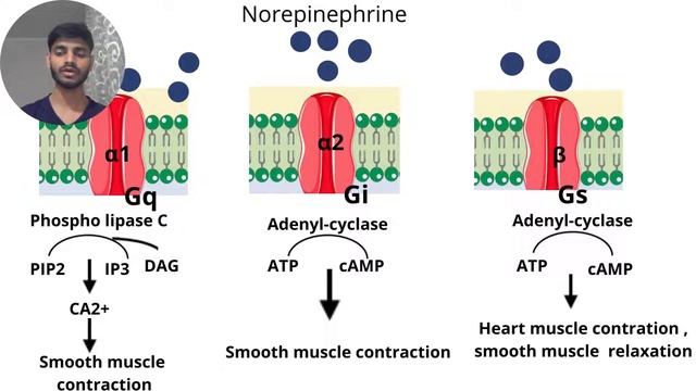 Норадреналин - Norepinephrine