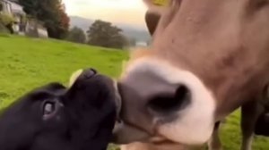 Любимец телочек🐮❤️😂 ( видео про собак )