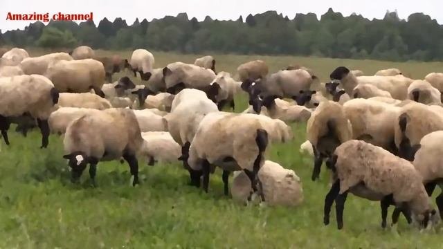 Притча Владимир Николаевич S