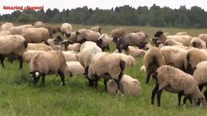 Притча Владимир Николаевич S