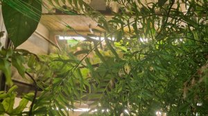 Цветочные будни, 19.11