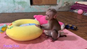 Baby monkey Tina has trouble sleeping. Mom sang lullabies to help Tina sleep better