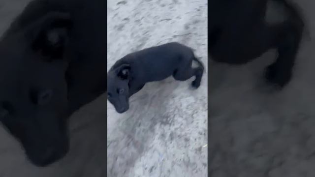 Ищем дом малышке#непокупайприюти