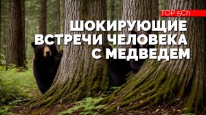 Шокирующие встречи человека и медведя. Как вести себя?