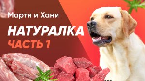 НАТУРАЛКА ДЛЯ СОБАК / АЛЛЕРГИЯ НА СУХОЙ КОРМ /  МЯСО ИЛИ СУХОЙ КОРМ? / КАК ПЕРЕВЕСТИ / 1 ЧАСТЬ