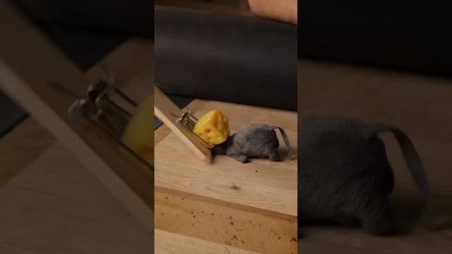 Как защитить дом от грызунов с помощью плёнки? #строительстводома #строим #строительство смотреть онлайн