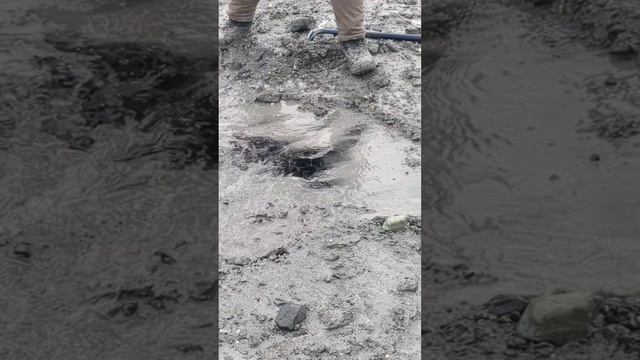 King Charles Spaniel hikes a Glacier | ALASKA смотреть онлайн