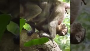 Тупая обезьяна, срëт на другую обезьяну, без смс и регистрации.