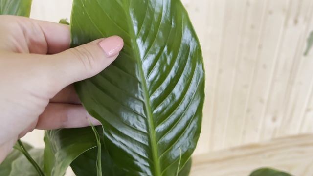 №55. Спатифиллум. Влияние освещения на состояние листьев. Яркий свет и желтые листья, какая связь? смотреть онлайн