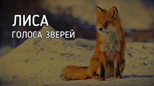 Лиса | Голоса зверей