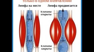 МУШАКЛАР ТОРТИШИШИ