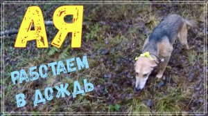 Ая - охота на зайца 17.11.2024. Нарабатываем мастерство в дождь.