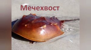 Интересный факт: "Мечехвост"