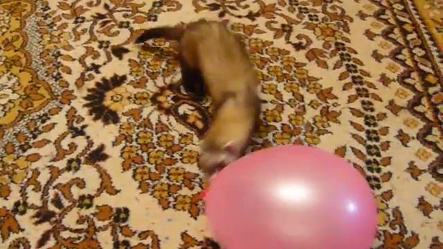 Игры хорька.MOV смотреть онлайн