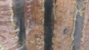 Последняя подготовка пчел к зимовке