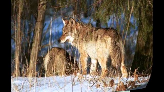 Заповедники и национальные парки смотреть онлайн