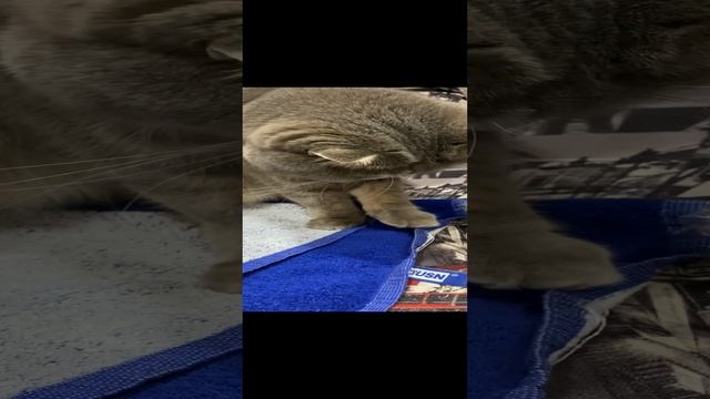 Кот и полотенце