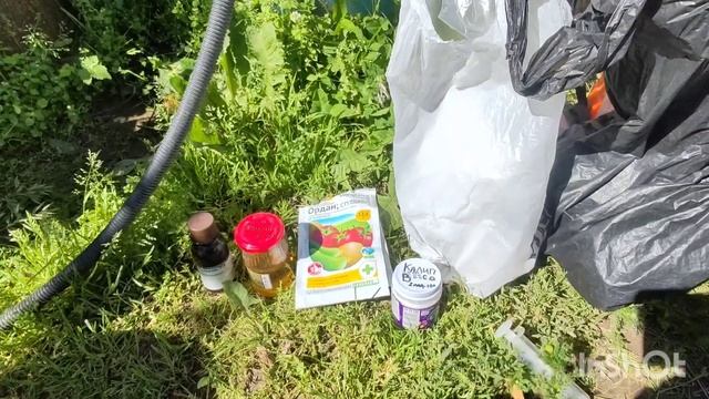 Обрабатываю виноград после цветения. Гомельская обл. Беларусь. 13 июня 2024 года. смотреть онлайн