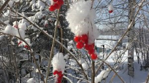 Причины осенней подкормки пчел