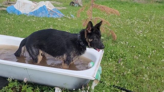 Рей очень любит воду😇 смотреть онлайн