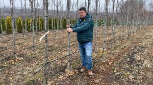 Производство клена остролистного от семечки до 12/14 вместе с Евгением Олейником