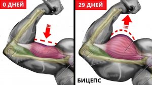 Тренировка на более широкий бицепс.