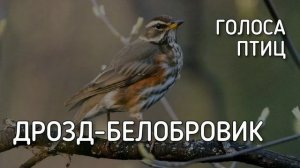 Дрозд-белобровик | Голоса птиц