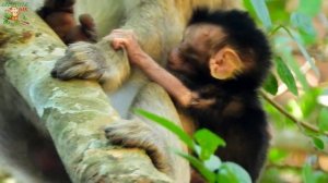 WONDERFUL OF NEWBORN CALVIN CRY LOUDLY COS CASI GO &BACK BRING CALVIN FROM CRISTINE |