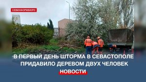 В первый день ноябрьского шторма в Севастополе придавило деревом двух человек