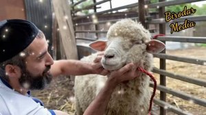 Курбонлик хакида Курбонлик гуштини кимларга беришлик керак?  QURBONLIK XAQIDA QURBONLIK GO'SHTI