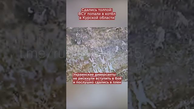 Сдались толпой: ВСУ попали в котёл в Курской области