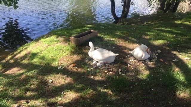 Гусыни наседки смотреть онлайн