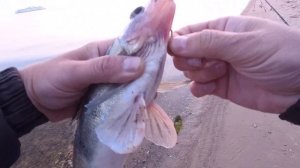 ЛОВЛЯ СУДАКА В СЕНТЯБРЕ НА ФИДЕР. ЗАБРОСИЛ ТЮЛЬКУ В СУДАКОВУЮ ЯМУ. КРЮЧКИ В ШАХТЕ