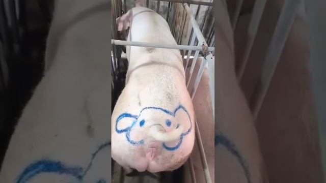 Знакомую мелодию насвистывает, кто узнал??