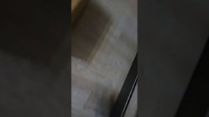 Хомяк Компот бежит из тюрьмы