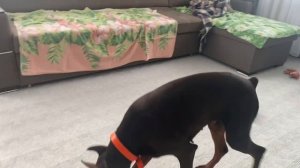 Обучаю девочку добермана, показывает зубы AryDober