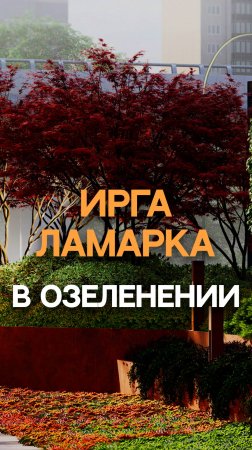 Ирга ламарка в озеленении