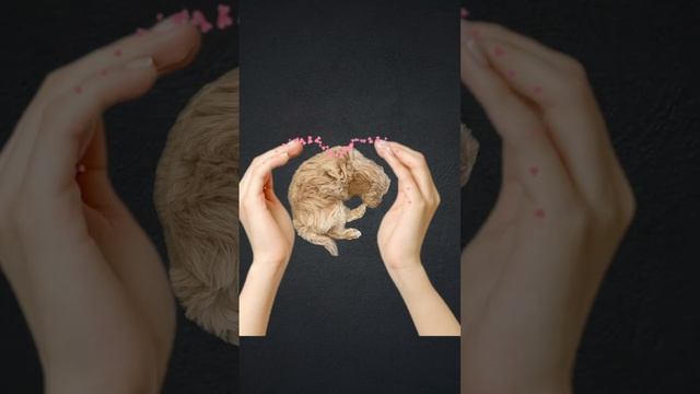 АГРЕССИЯ собаки не лечится только едой #воспитаниесобак #кинолог