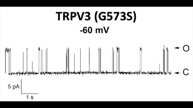 ISID 2023 TRPV3 Presentation V3 смотреть онлайн