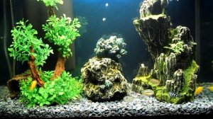 Аквариум с ЦИХЛИДАМИ