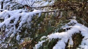 По первому снегу