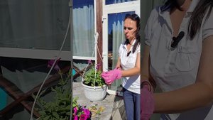 Стрижка и подкормка Петунии. 2024 год.