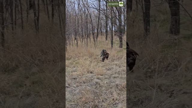 Охота на фазана в Ростовской области.